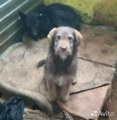 Собака мелкая, коричневая