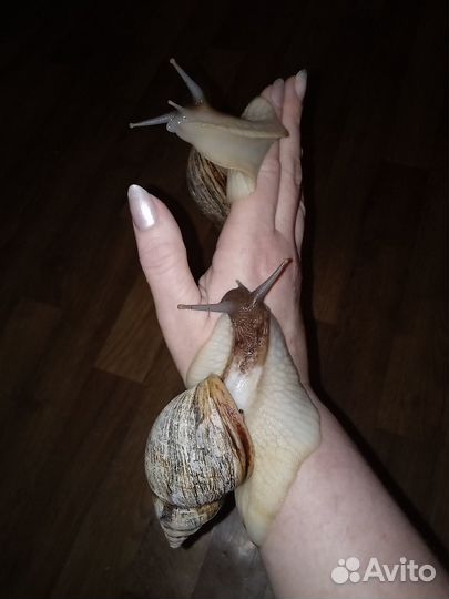 Улитки ахатины