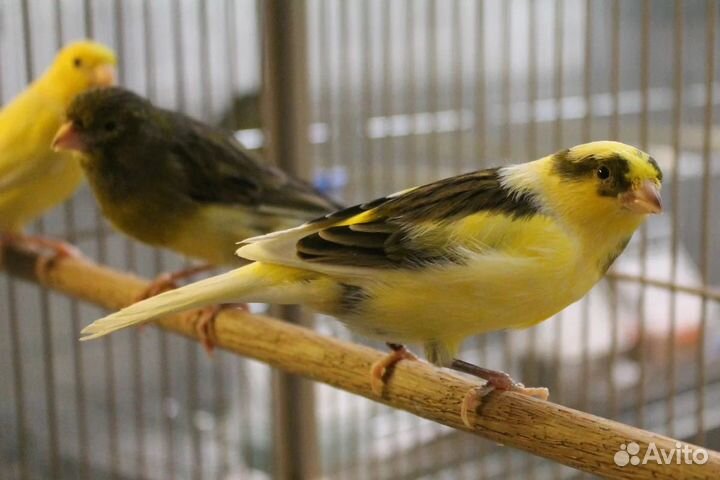 Канарейки певчие птицы
