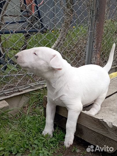 Бультерьер щенки