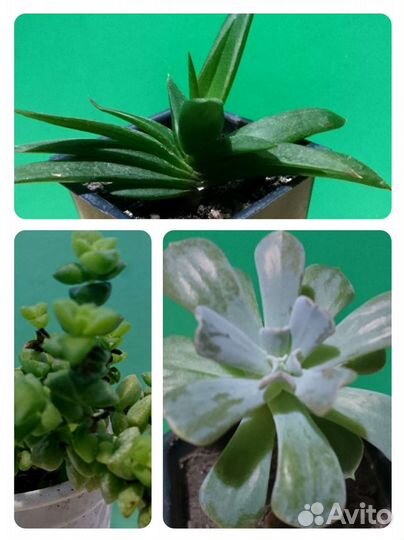 Суккуленты