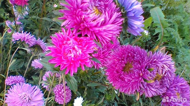 Цветы астра рассада