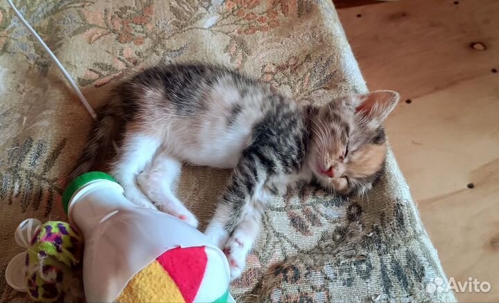 Котята в добрые руки 1 месяц