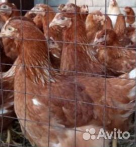 Курочки Ломан, Хайсекс Браун