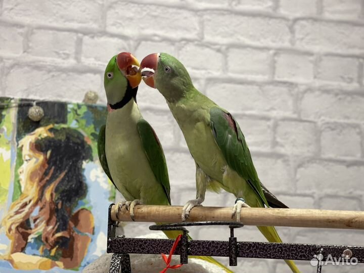 Передержка попугаев и небольших животных