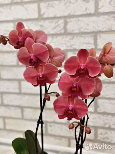 Орхидея Asian Coral