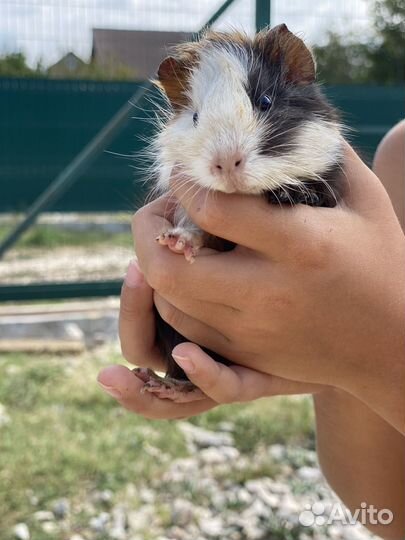 Морские свинки