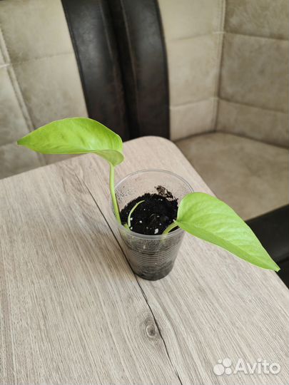 Сциндапсус, Эпипремнум