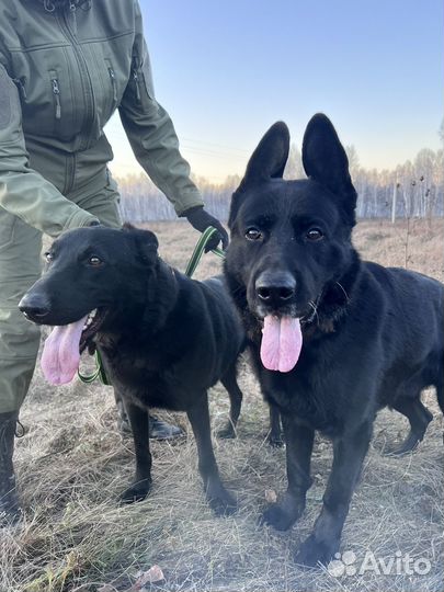 Щенки черной немецкой чистокровной овчарки
