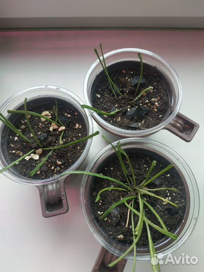 Комнатные цветы