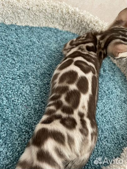 Бенгальский мальчик