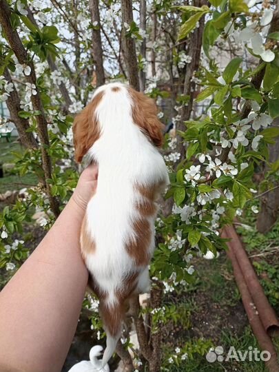 Кавалер Кинг чарльз спаниель девочки