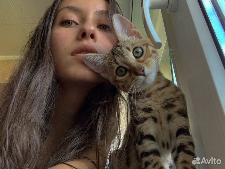 Передержка собак и кошек