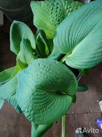 Полезные растения, цветы для дачи