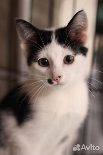 Котенок Фёдор