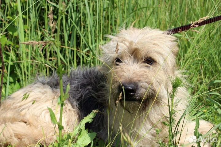 Собака Милли