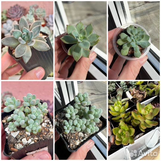 Суккуленты