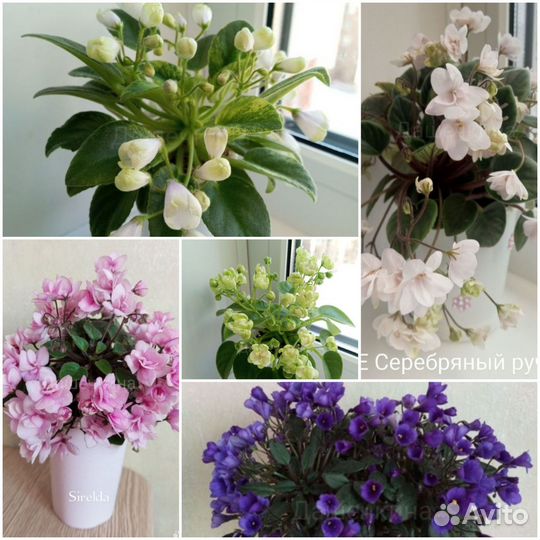 Комнатные цветы Трейлерные фиалки 5 видов