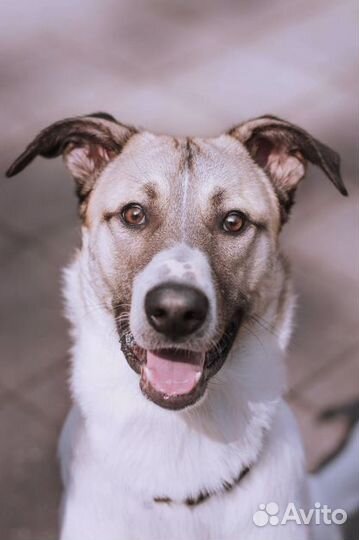 Берлин - славный мальчуган, ищет дом и хозяина