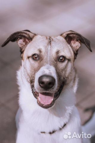 Берлин - славный мальчуган, ищет дом и хозяина