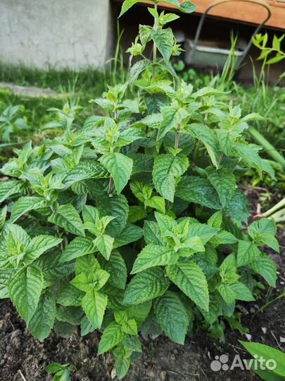 Мята и мелисса дачная