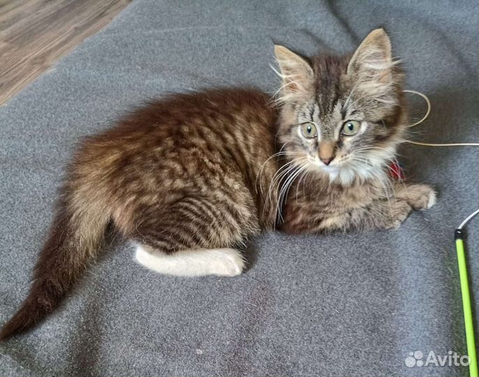 Пушистый Котенок девочка в добрые руки