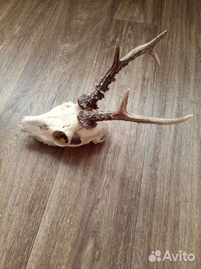 Череп косули