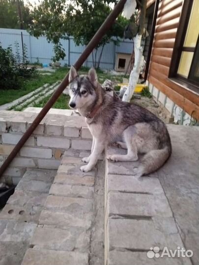 Щенки в добрые руки