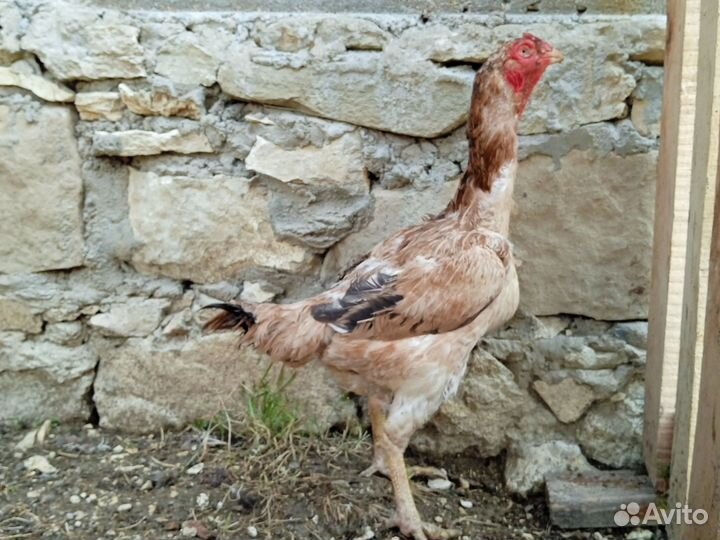 Куры породистые