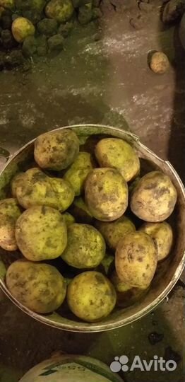 Свежий урожай