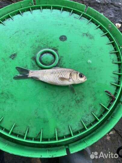 Живец карась