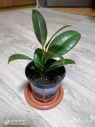 Фикус Эластика Мелани