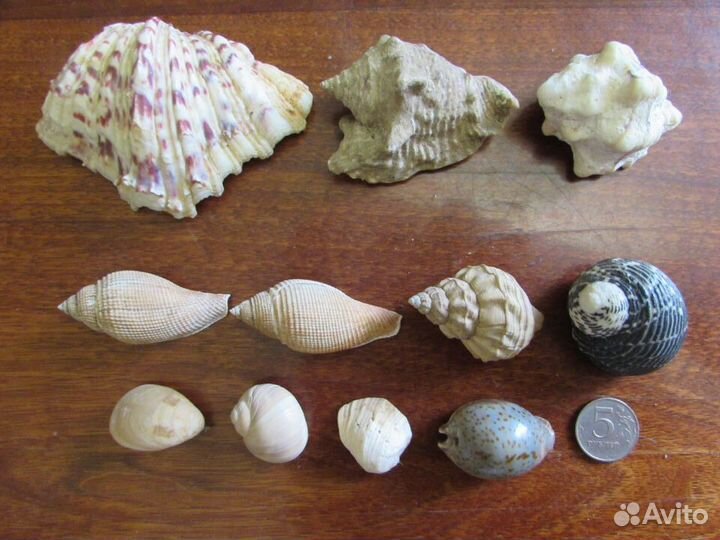 Морской ёж. Heterocentrotus mammillaru.Раковины