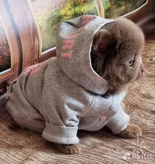 Шоколадный шпиц