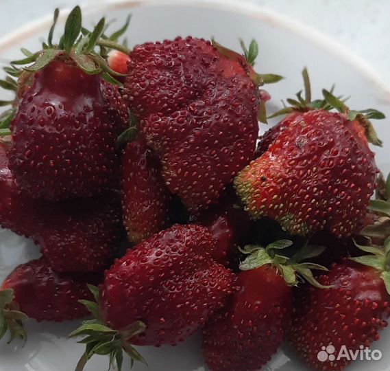 Рассада клубники