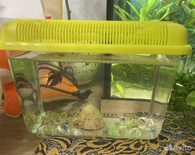 Рыбка петушок с аквариумом