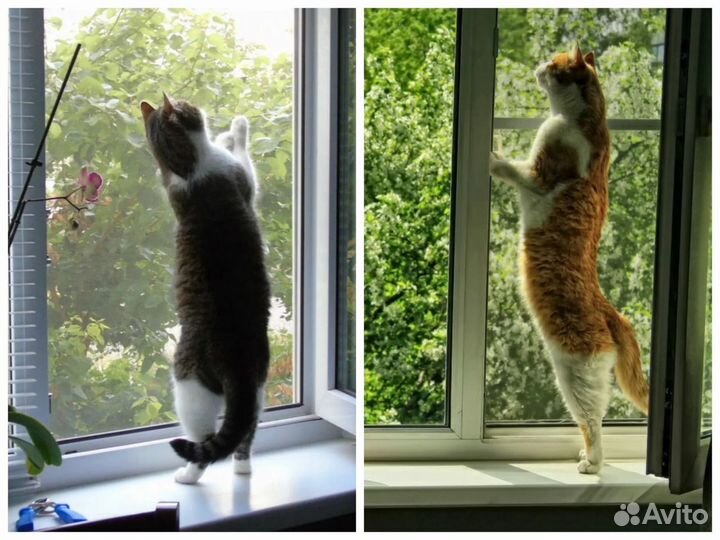 Антикошка Москитная сетка на окна