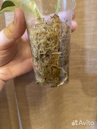 Сциндапсус эпипремнум сингониум