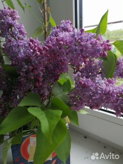 Саженцы сирени махровой