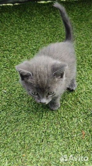 Маленькие котята