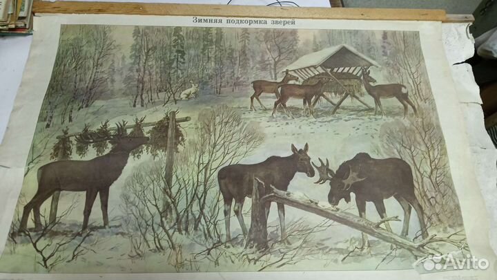 Плакаты по зоологии СССР