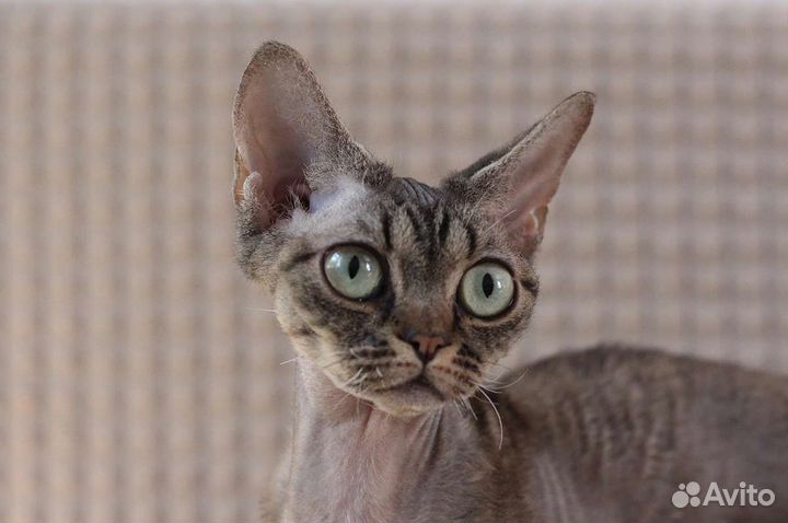 Зеленоглазая Ириша Девон-рекс в любимцы