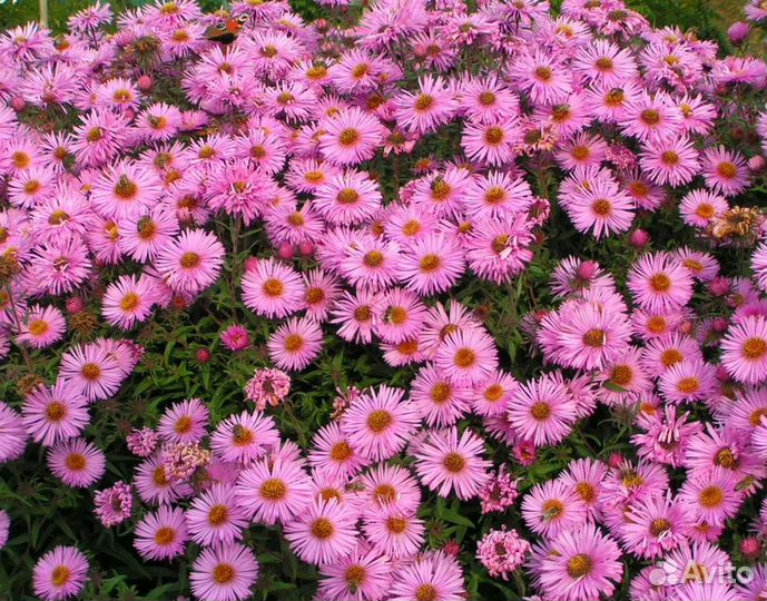 Многолетние садовые растения