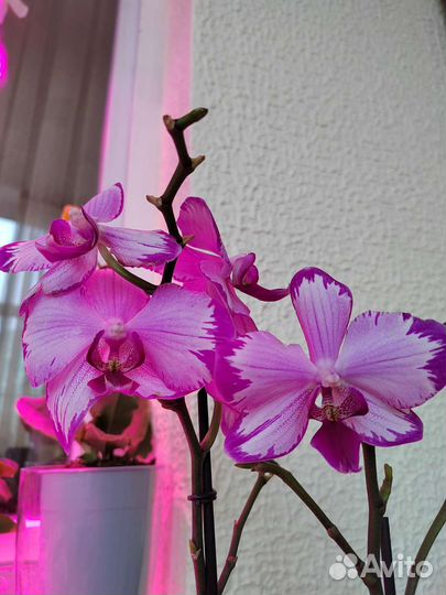 Растения продажа/обмен