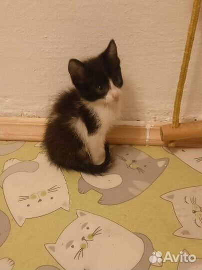 Котятки в добрые руки