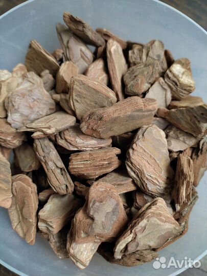 Кора сосны галтованная