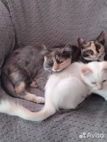 Отдам котят в хорошую семью, приучены к лотку