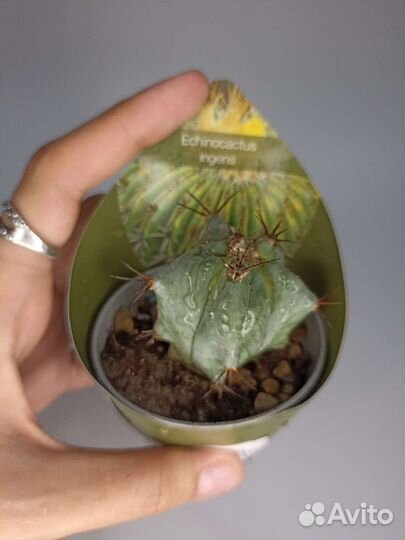 Суккуленты