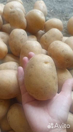 Картофель станицы Степной
