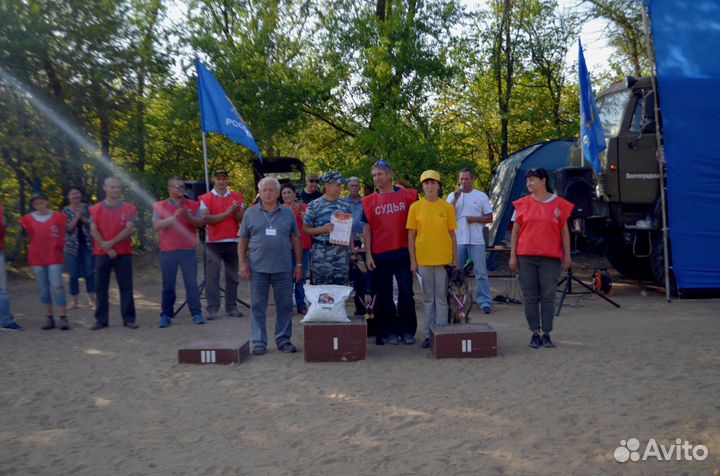 Дрессировка собак любых пород